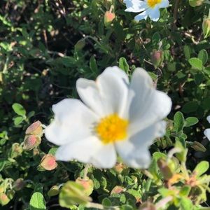 Meet your Posher, Aaġluaq